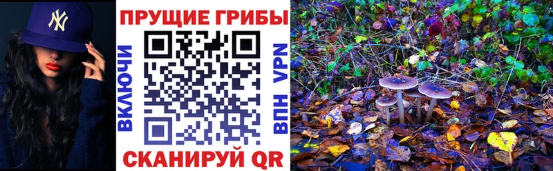 Галлюциногенные грибы GOLDEN TEACHER сколько стоит ОМГ ОМГ зеркало Новоузенск